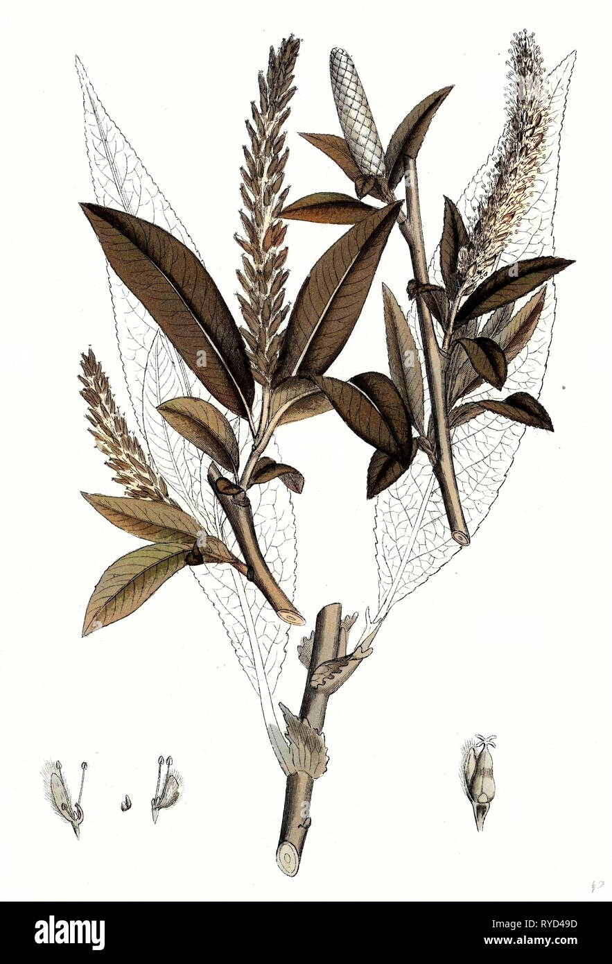 Salix Fragilis Var. Genuina Crack Willow Stock Photo