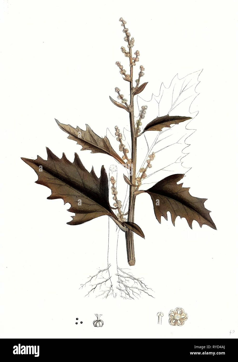 Chenopodium Urbicum Upright Goosefoot Stock Photo
