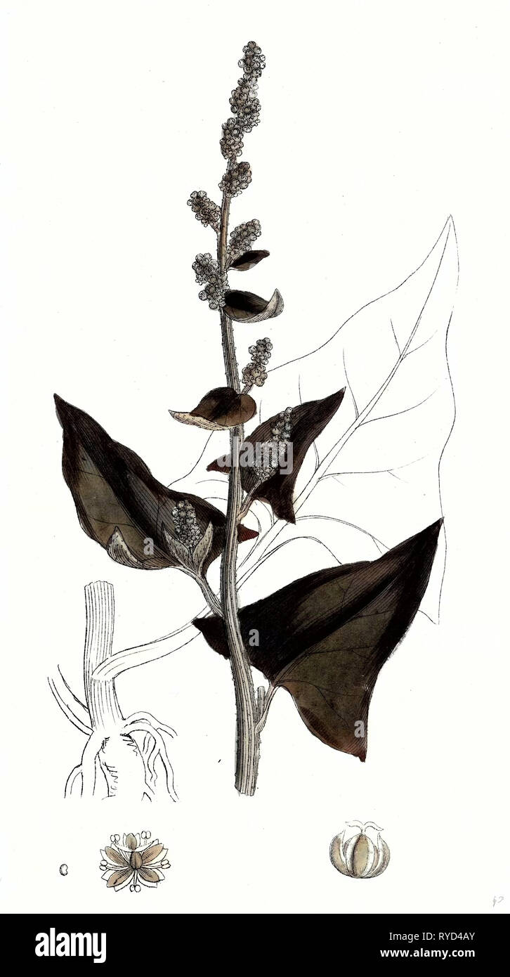 Chenopodium Bonus-Henricus Allgood Stock Photo