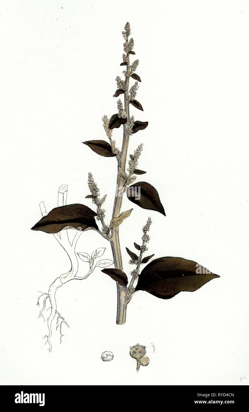 Chenopodium Polyspermum Var. Acutifolium Many-Sided Goosefoot Var. B Stock Photo