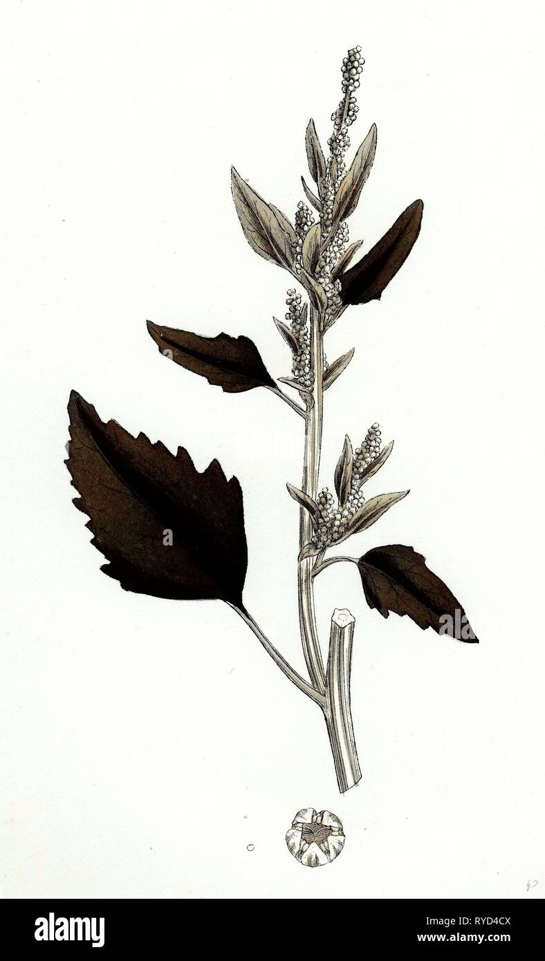 Chenopodium Album Var. Candicans White Goosefoot Stock Photo