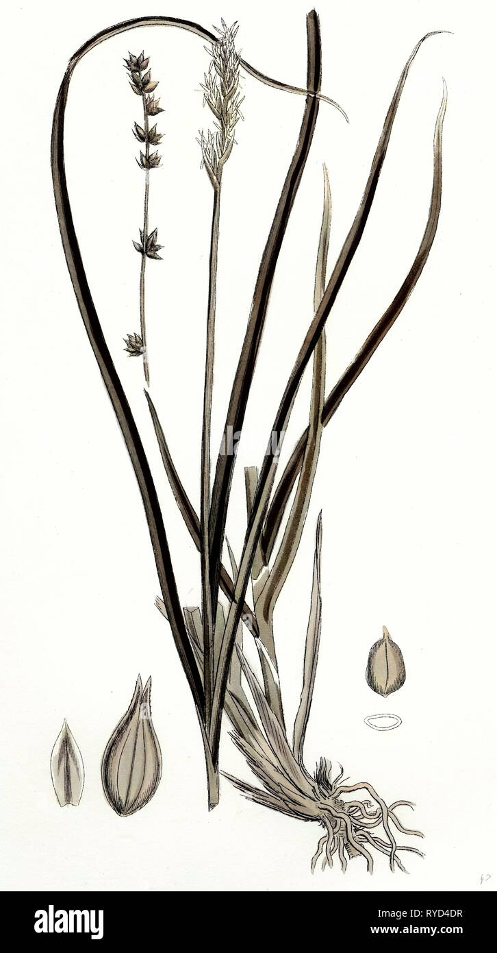 Carex Divulsa Grey Sedge Stock Photo