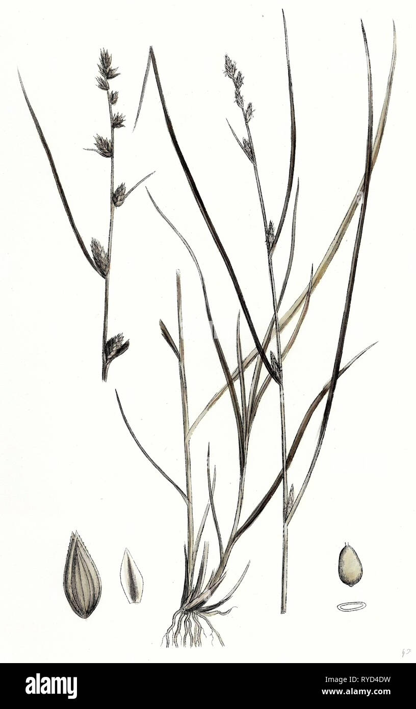 Carex Cut Out Stock Images & Pictures Alamy