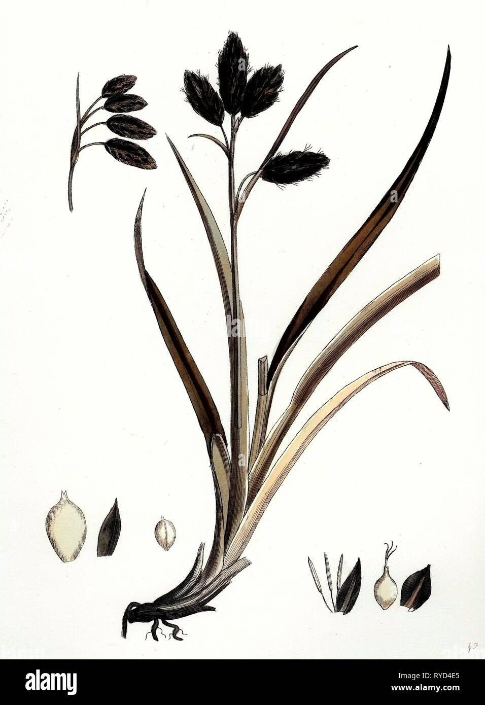 Carex Atrata Black Sedge Stock Photo