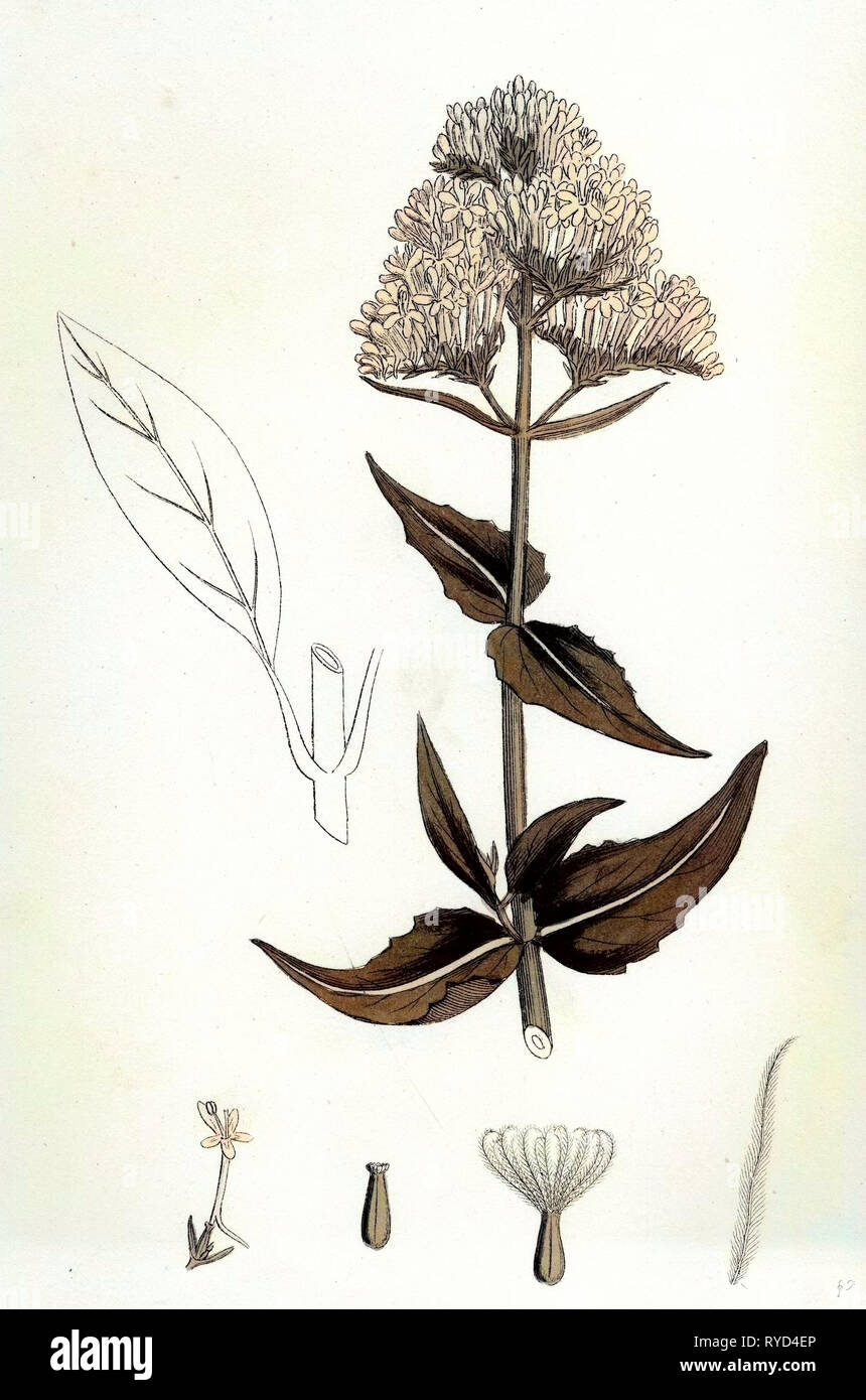 VALERIAN パンフレット Botanical illustration red valerian hi-res stock photography