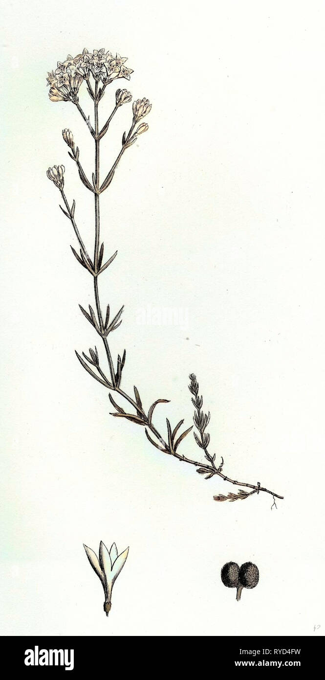 Asperula Cynanchica Squinancy-Wort Stock Photo