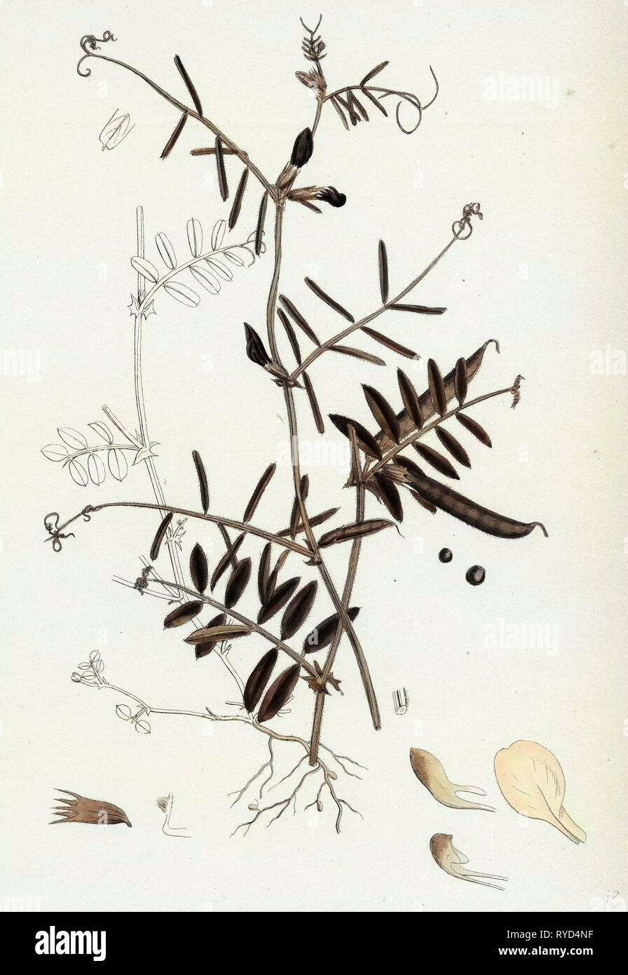 Vicia Angustifolia Var. A Segetalis Common Wild Vetch Var. A Stock Photo