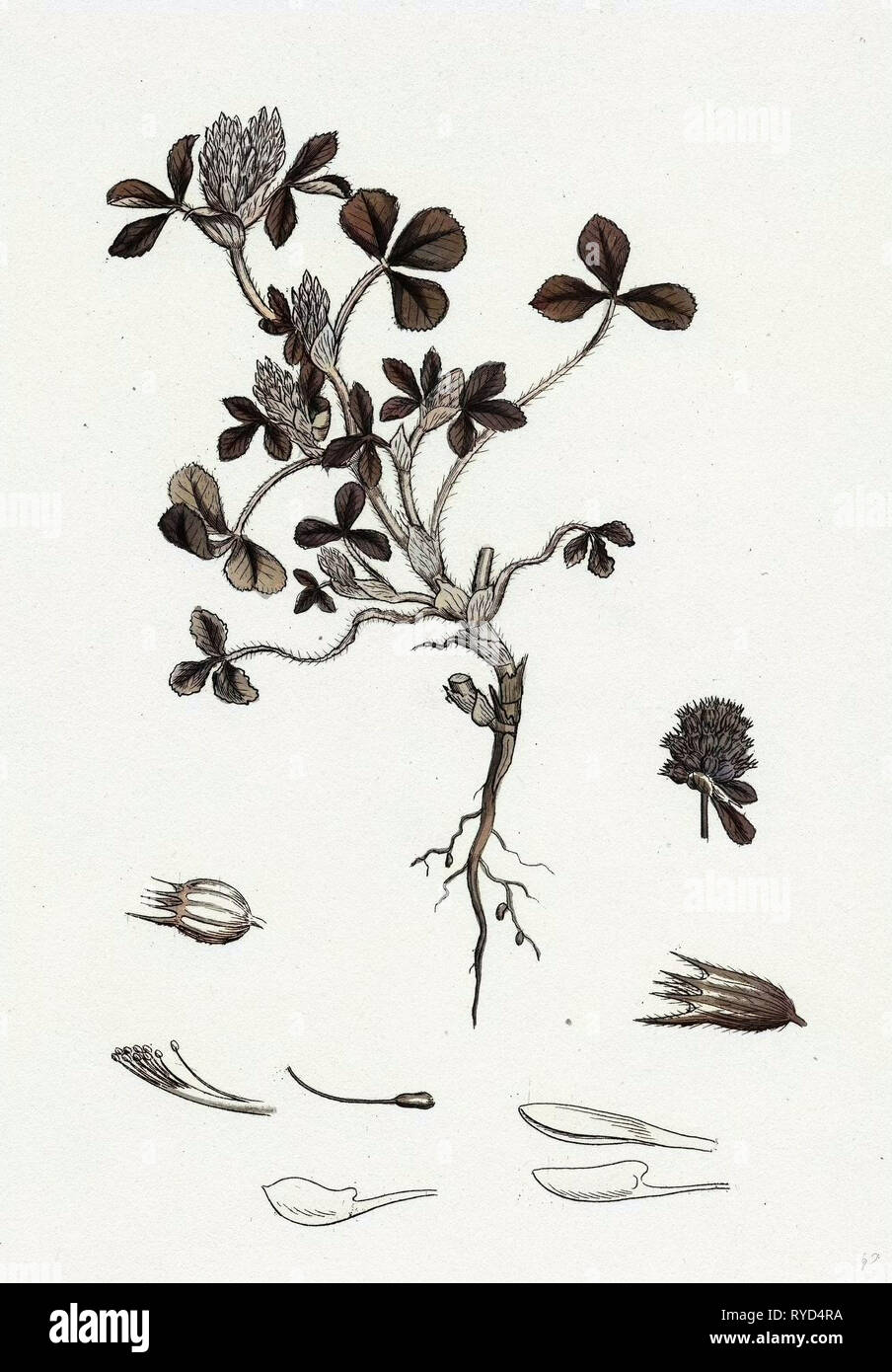 Trifolium Striatum Soft Knotted Trefoil Stock Photo