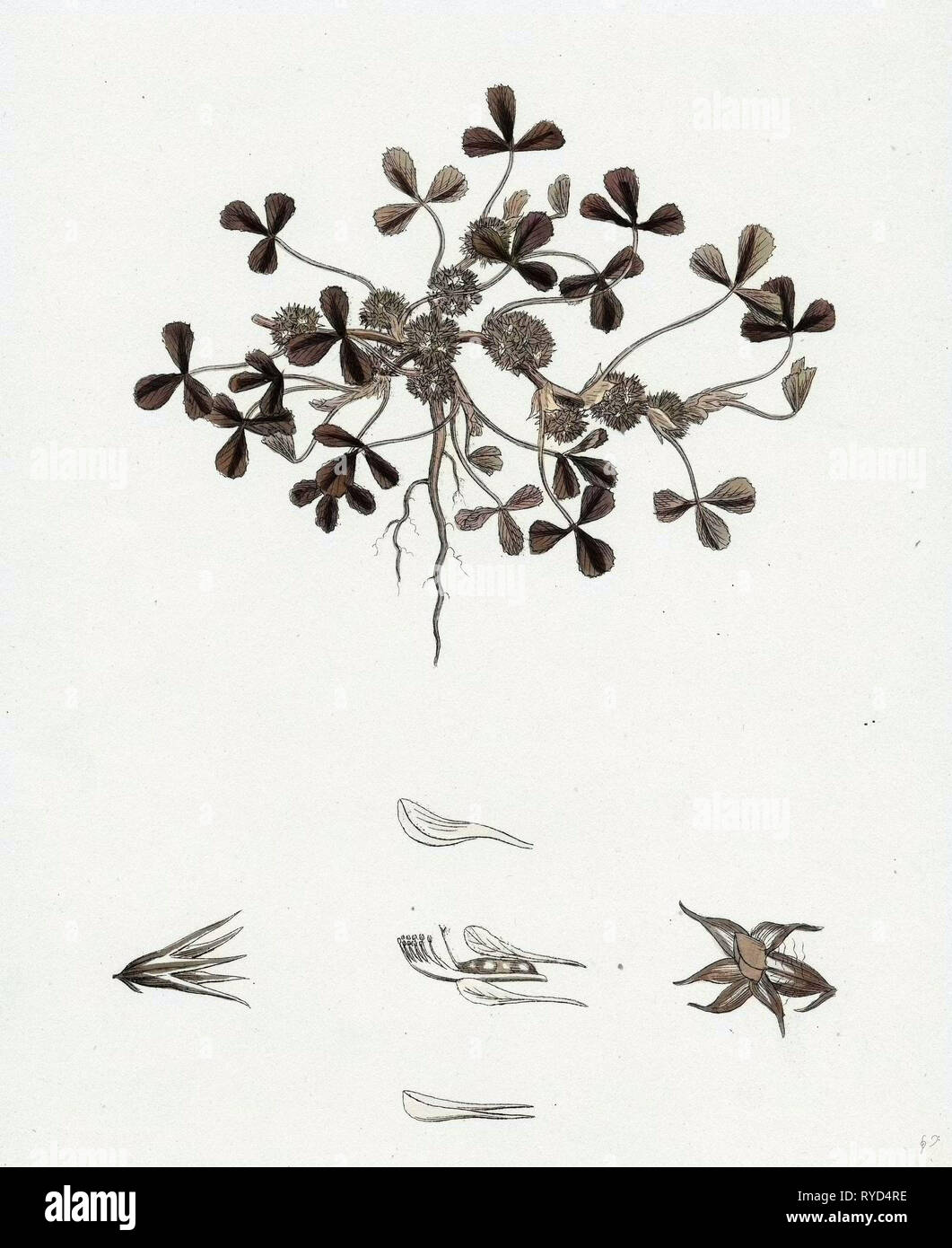 Trifolium Suffocatum Dense-Flowered Trefoil Stock Photo