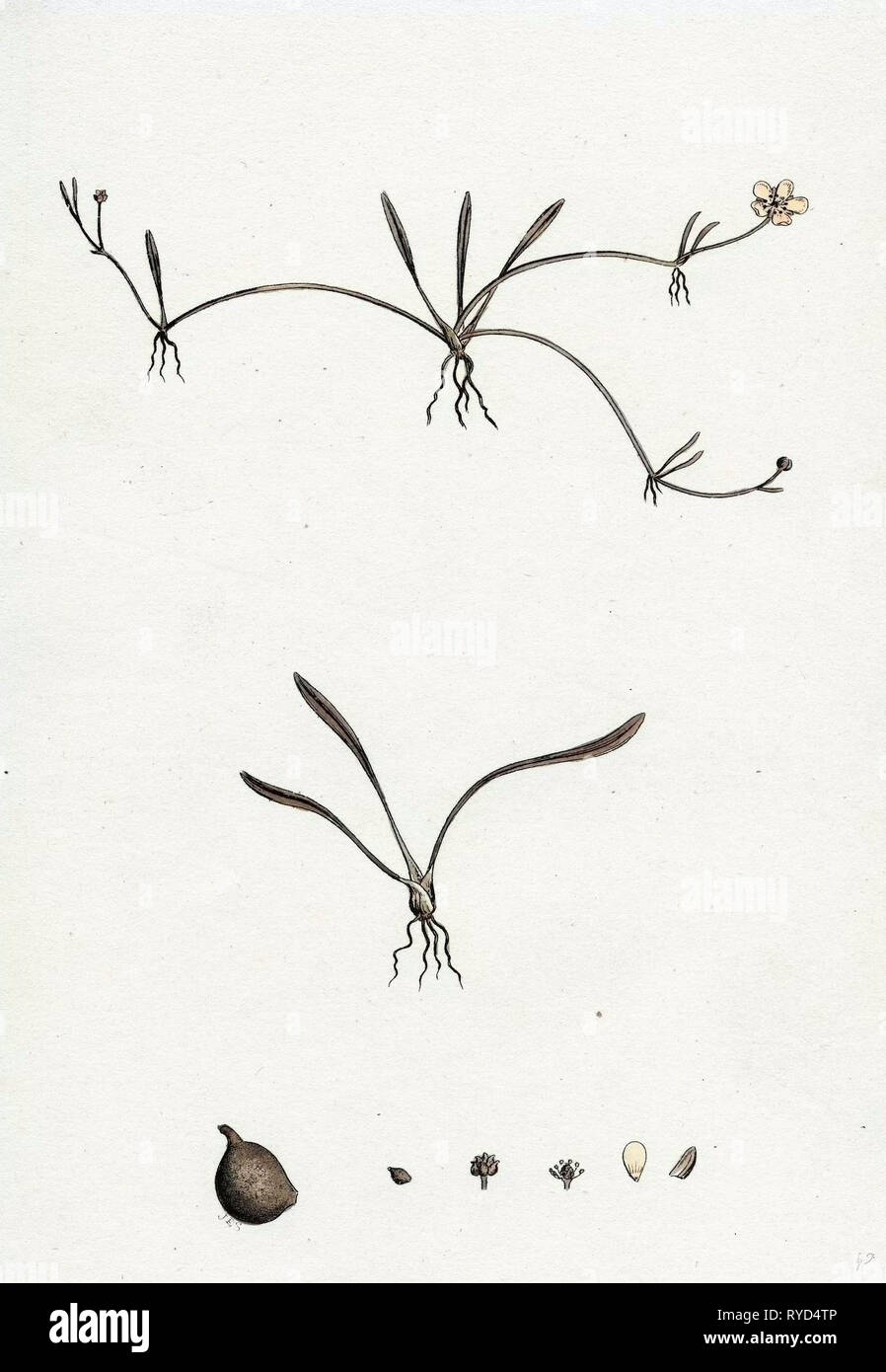 Ranunculus Reptans Creeping Spearwort Stock Photo