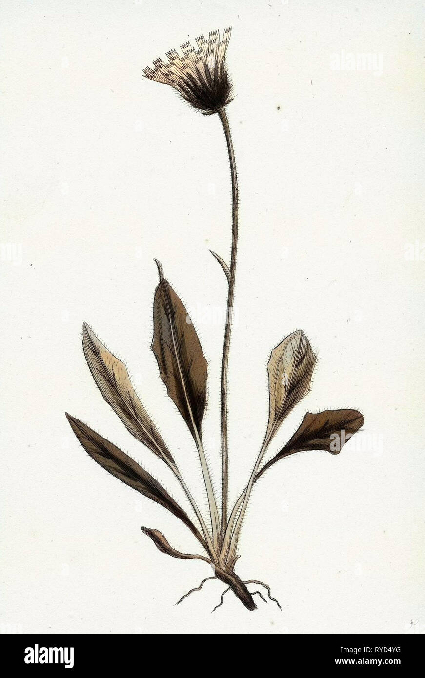 Hieracium Melanocephalum Alpine Hawkweed Stock Photo