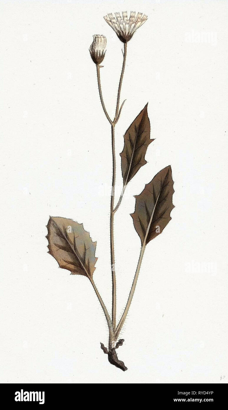 Hieracium Chrysanthum Var. Microcephalum Golden-Flowered Hawkweed Var. B Stock Photo