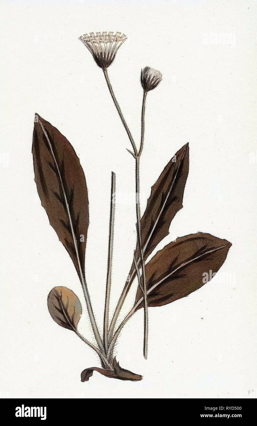 Hieracium Senescens Grey-Lingulate-Leaved Hawkweed Stock Photo