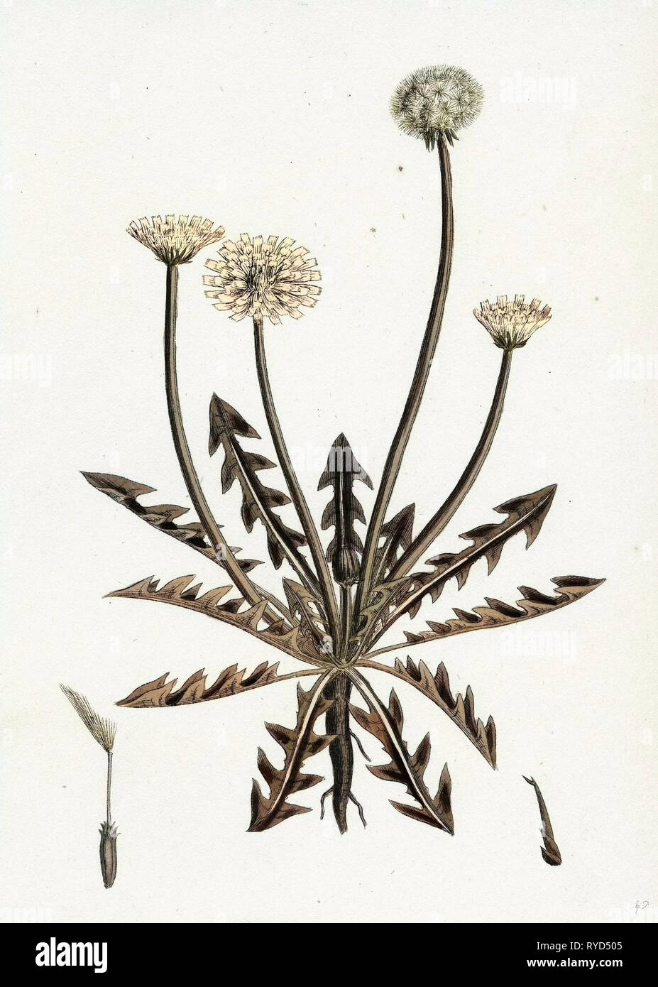 Taraxacum Officinale Var. Erythrospermum Common Dandelion Var. B Stock Photo