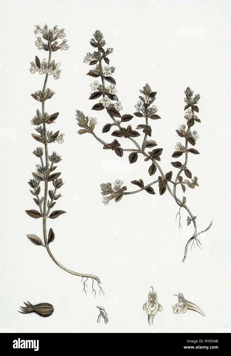 Thyme illustration hires stock photography and images Alamy