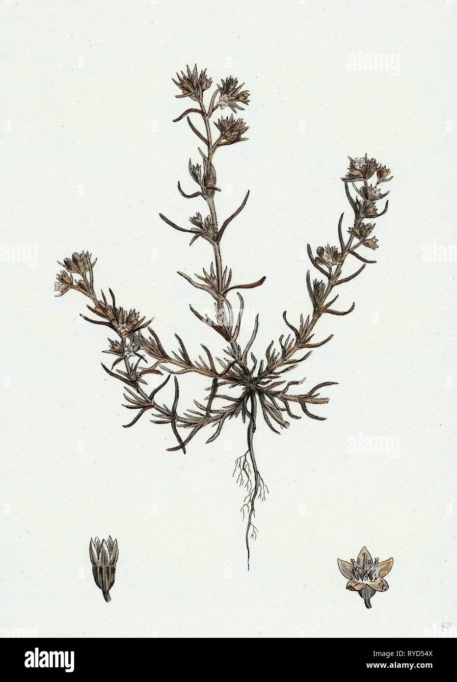 Scleranthus Annuus Var. Genuinus Common Knawel Var. A Stock Photo