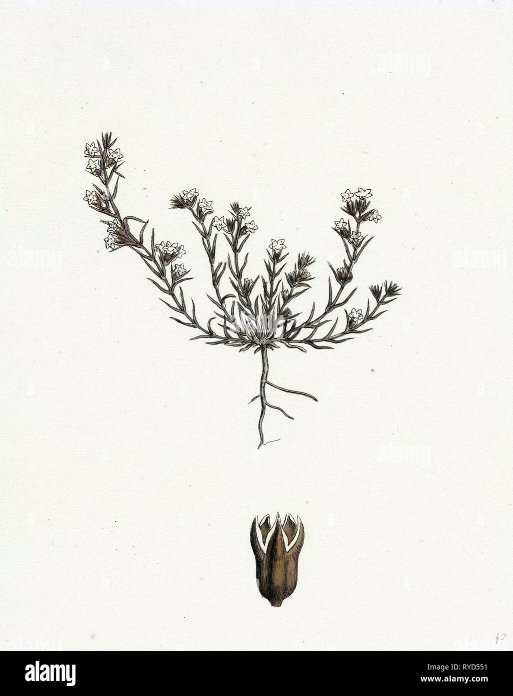 Scleranthus Annuus Var. Biennis Common Knawel Var. B Stock Photo