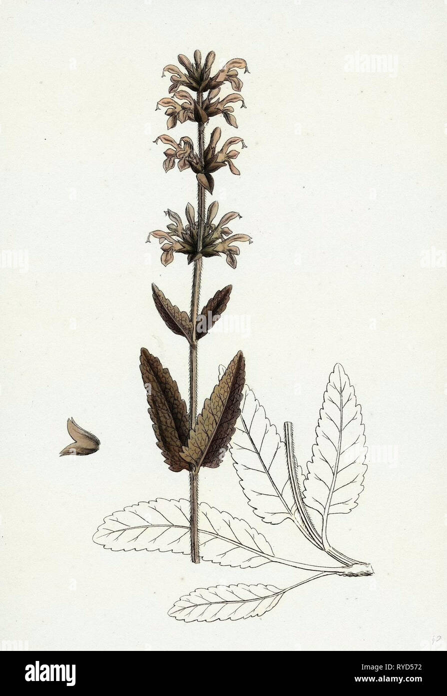 Salvia Clandestina Small-Flowered Clary Stock Photo
