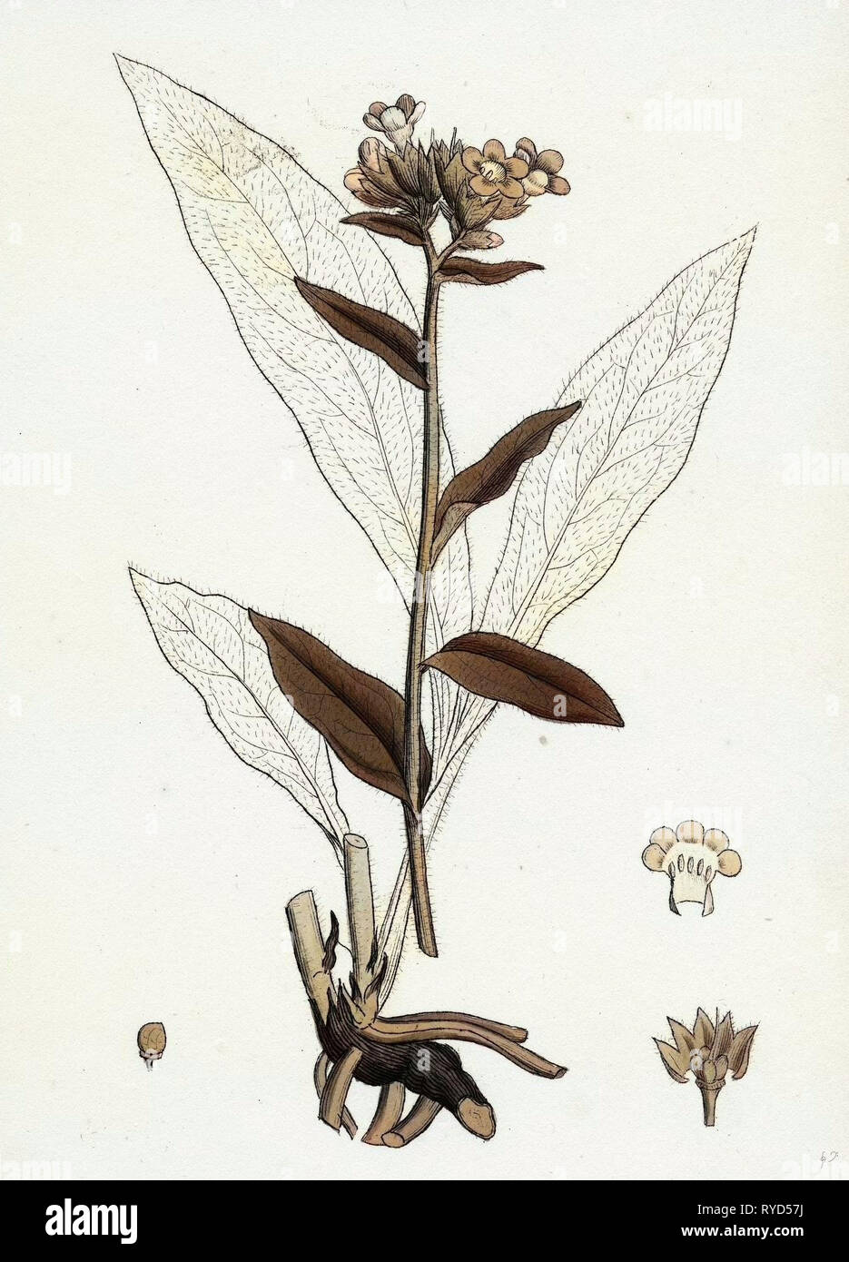 Pulmonaria Angustifolia Narrow-Leaved Lungwort Stock Photo