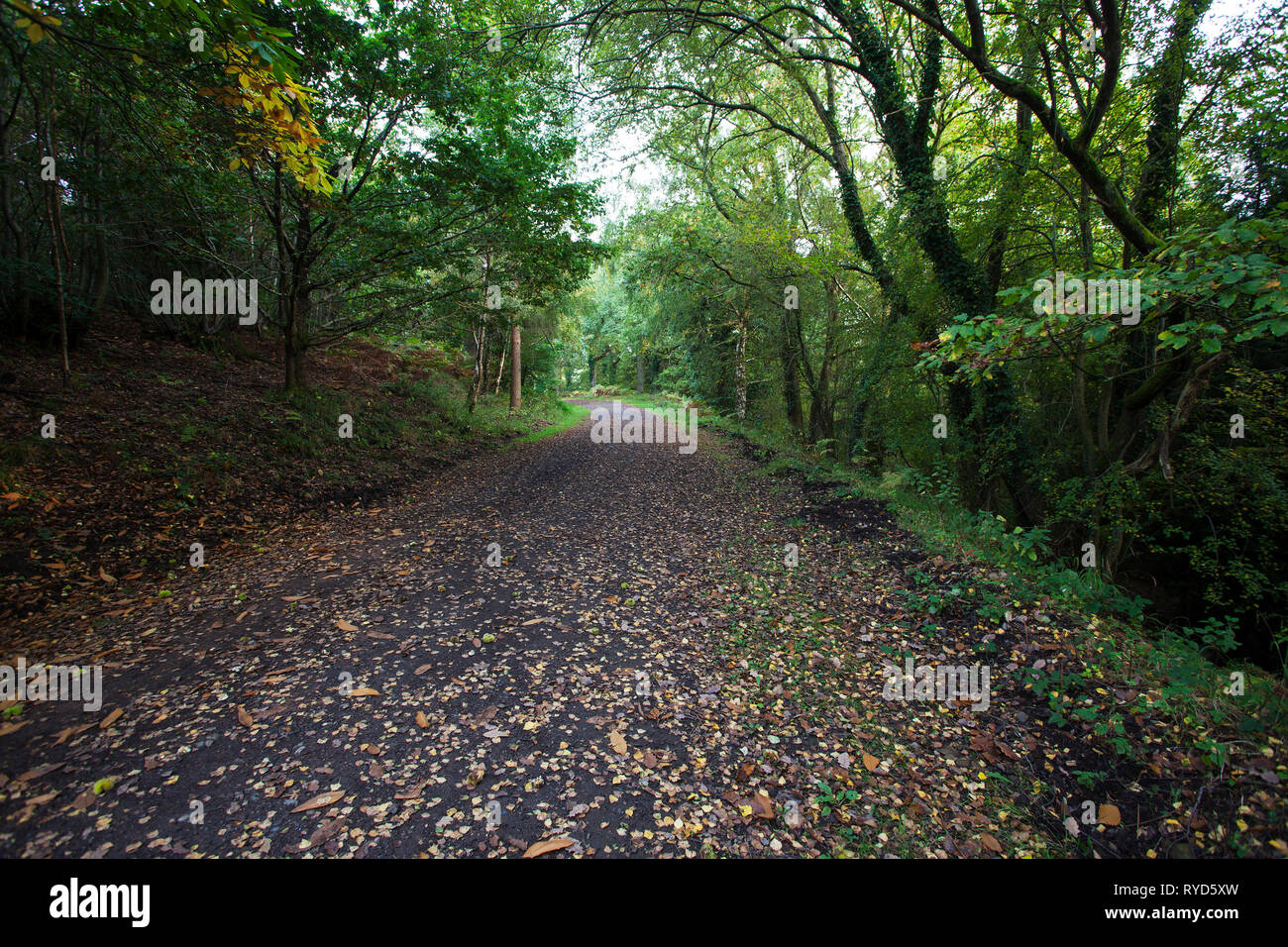 Quercus castanea hires stock photography and images Alamy