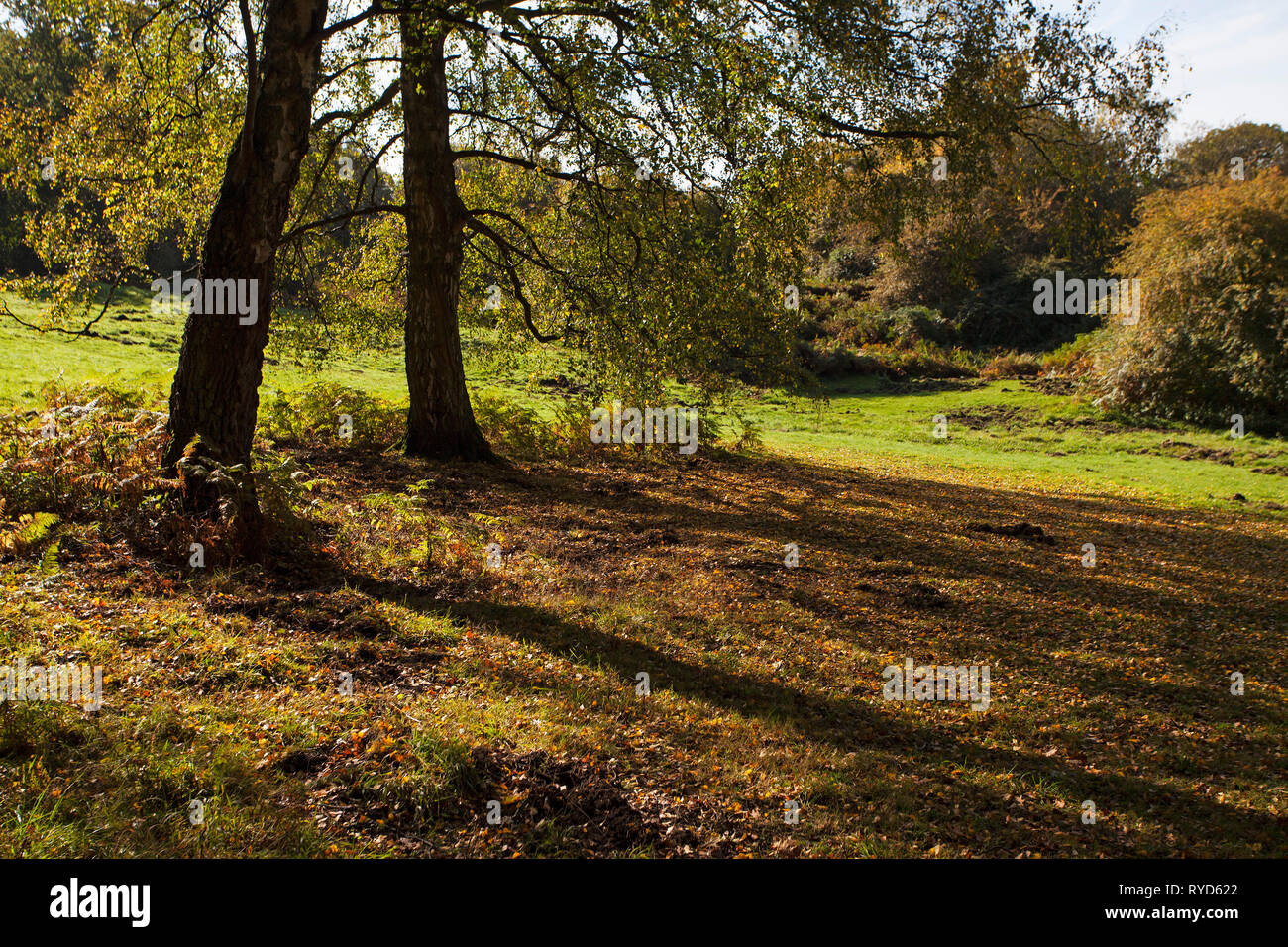 Silver birch Betula pendula beside open grassy area near Speculation