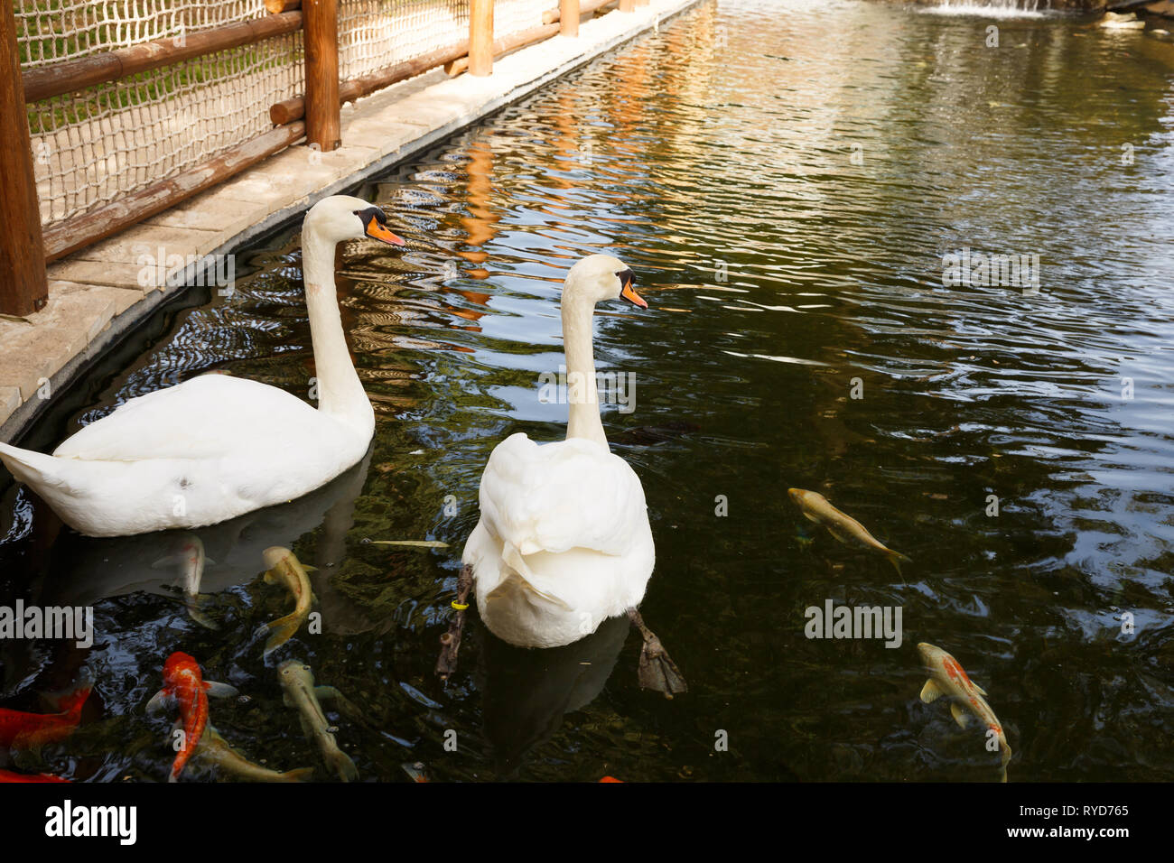 Two white swans swimming on the pond Stock Photo - Alamy