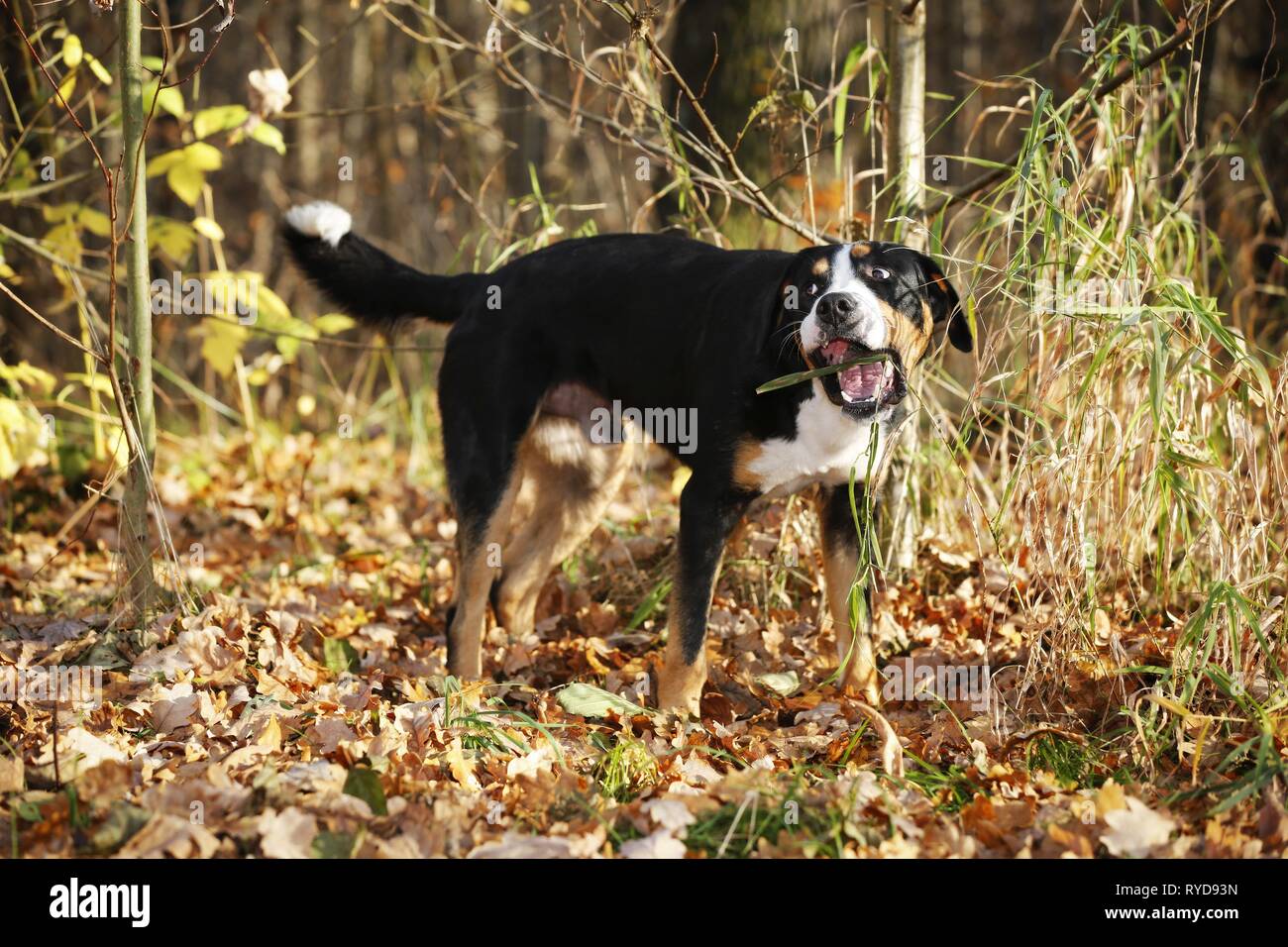 Greater Swiss Mountain Dog eats grass Stock Photo
