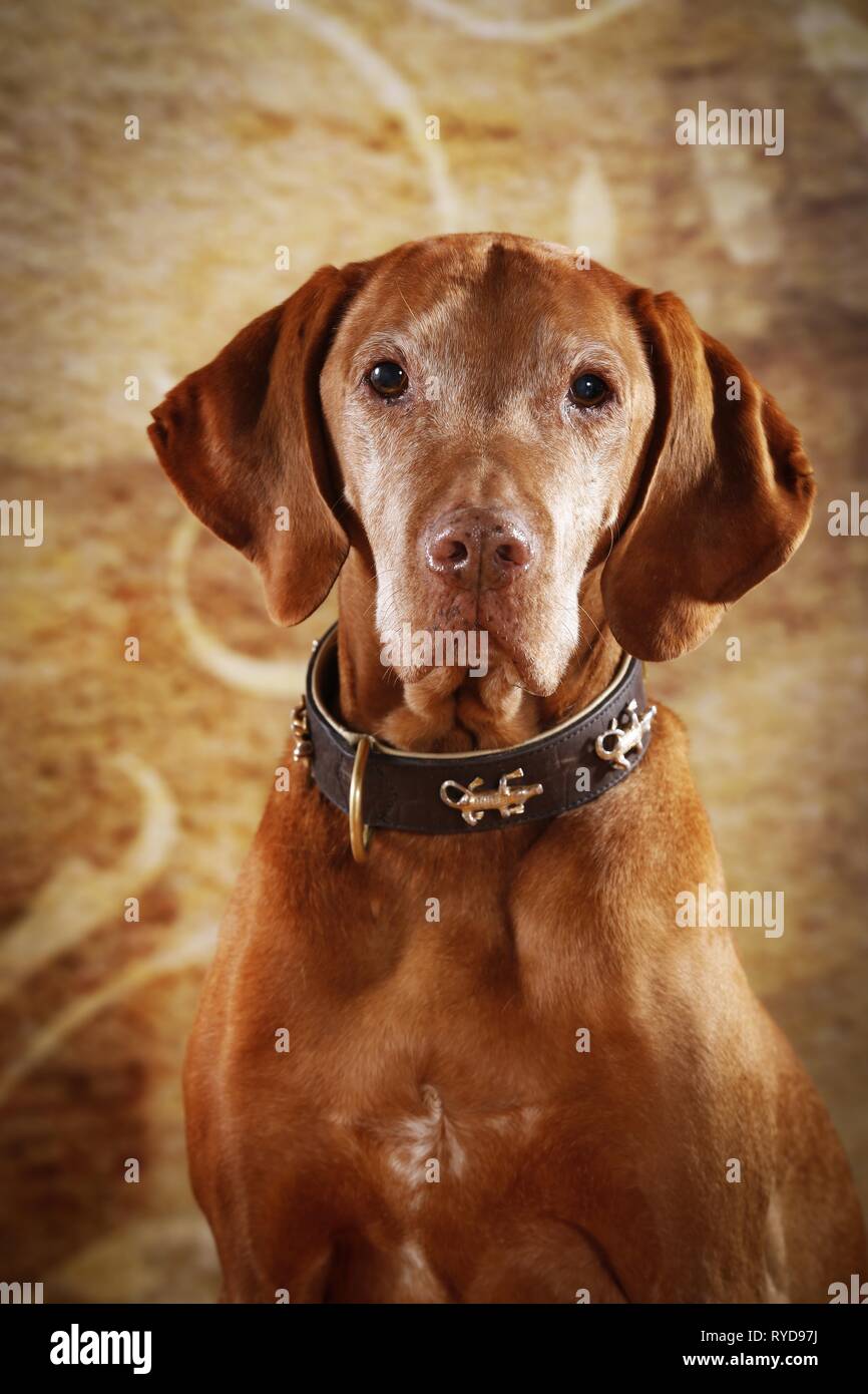 Oldest vizsla discount