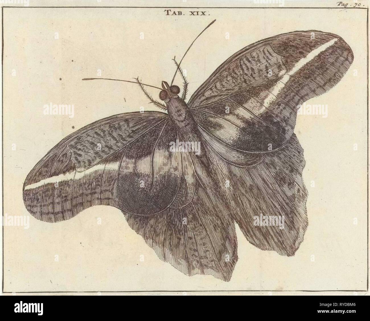 Surinamese giant butterfly XIX, Jan Luyken, Jan Claesz ten Hoorn, 1680 Stock Photo