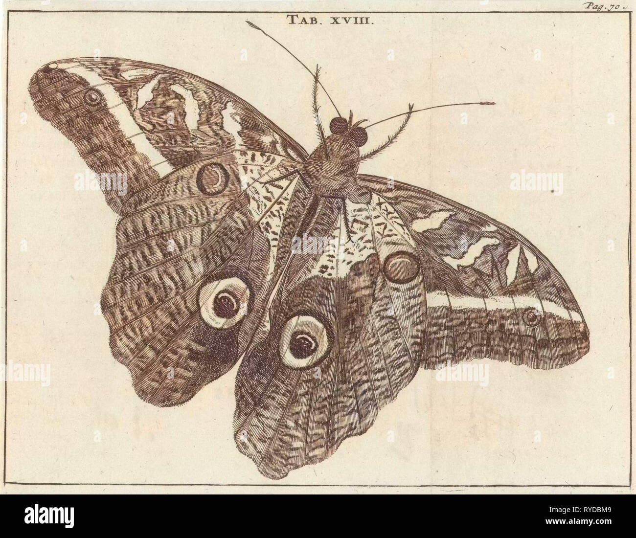 Surinamese giant butterfly XVIII, Jan Luyken, Jan Claesz ten Hoorn, 1680 Stock Photo