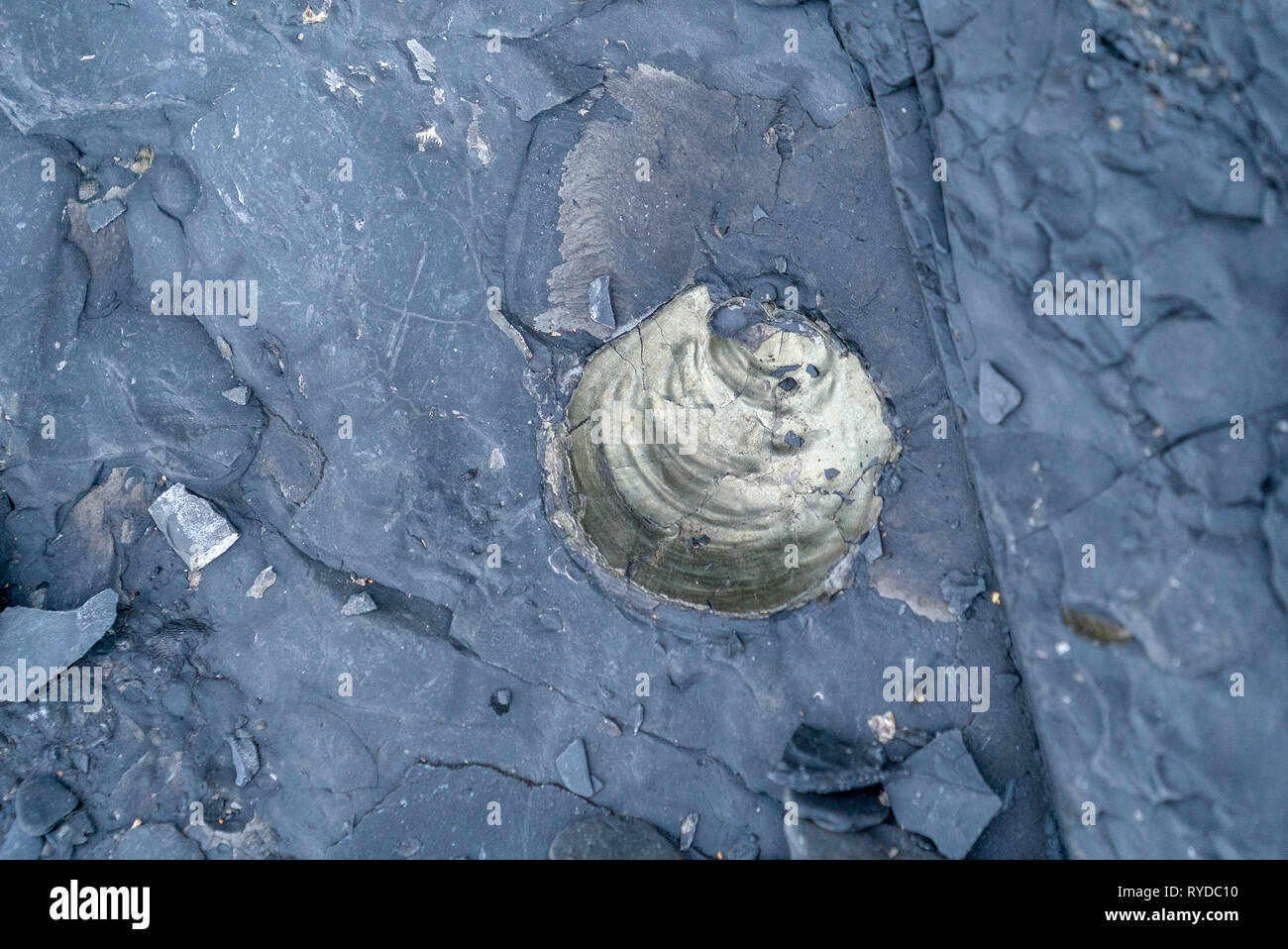 Fossils Exposed on Maple Ledge Dolomite Beds at Kimmeridge Bay in