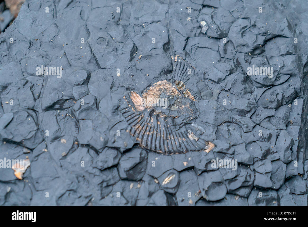 Fossils Exposed on Maple Ledge Dolomite Beds at Kimmeridge Bay in