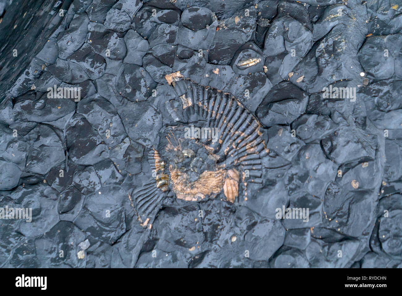 Fossils Exposed on Maple Ledge Dolomite Beds at Kimmeridge Bay in