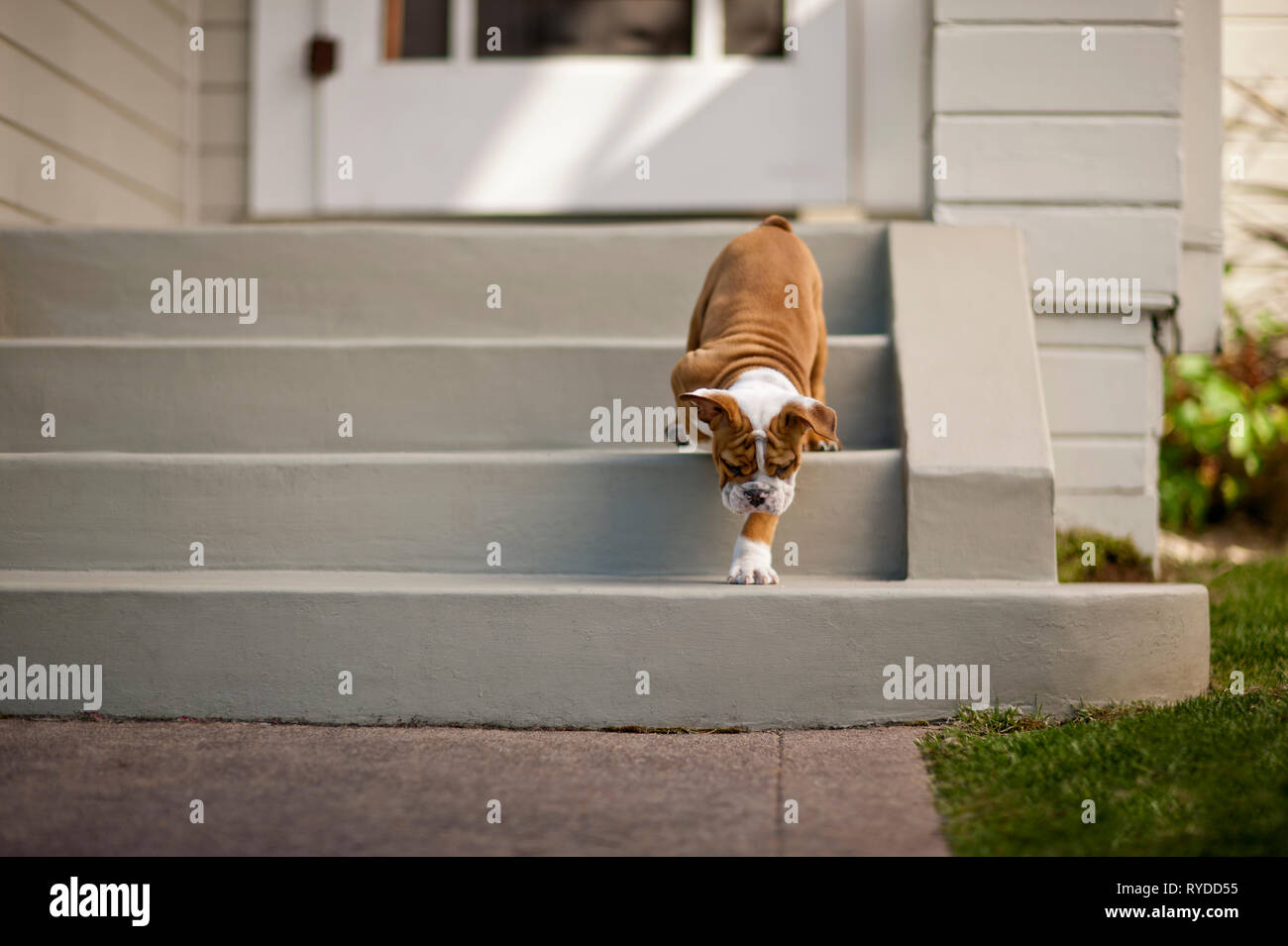 Dog walking down the front steps of his home Stock Photo - Alamy