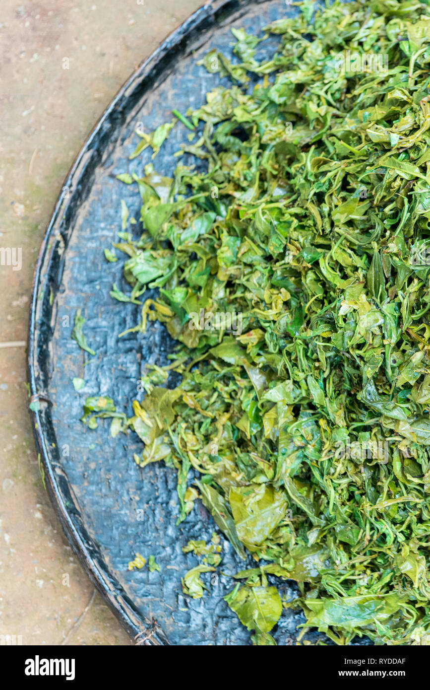 Burma tea plantation hires stock photography and images Alamy