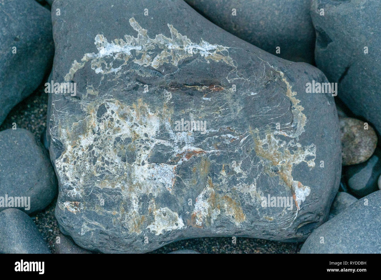 Fossils Exposed on Maple Ledge Dolomite Beds at Kimmeridge Bay in