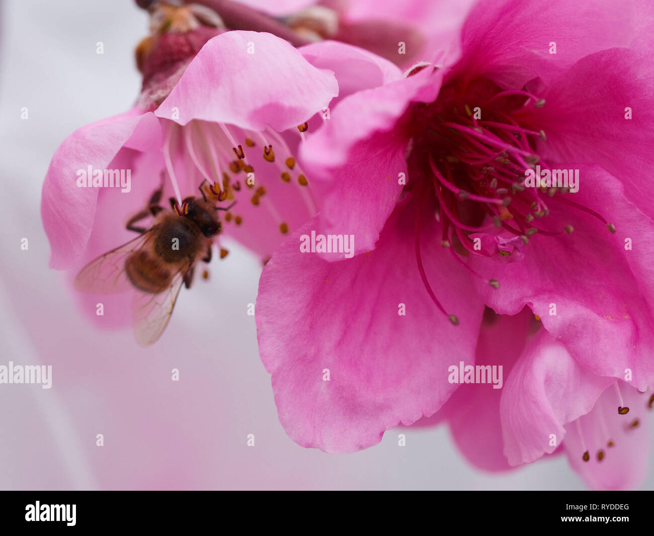 Close up view of a bee pollenating pink and magenta peach tree flowers in spring Stock Photo