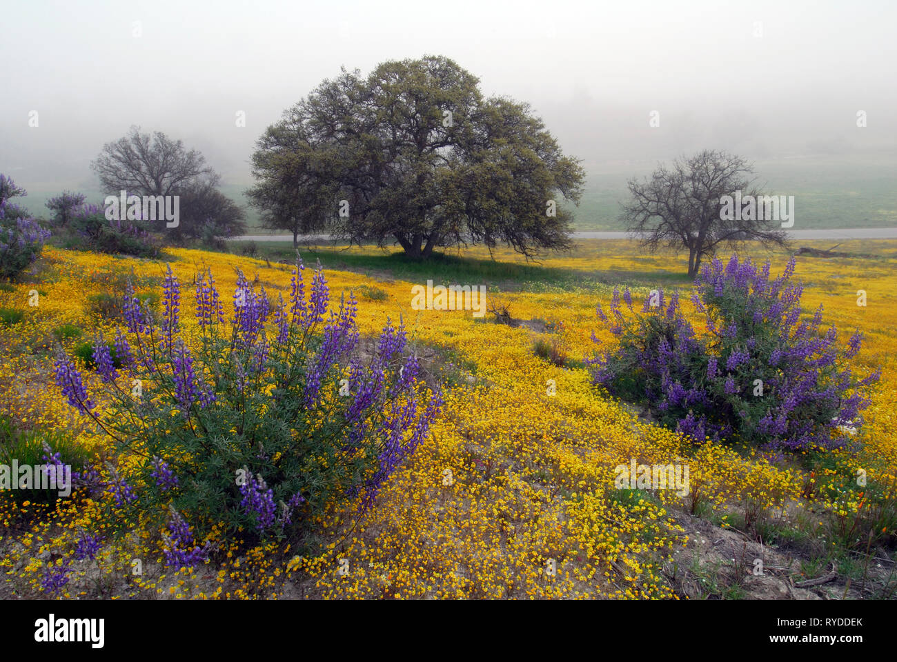 Beautiful wildflowers of Central California Stock Photo Alamy