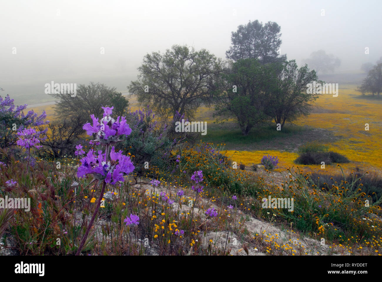 Beautiful wildflowers of Central California Stock Photo Alamy
