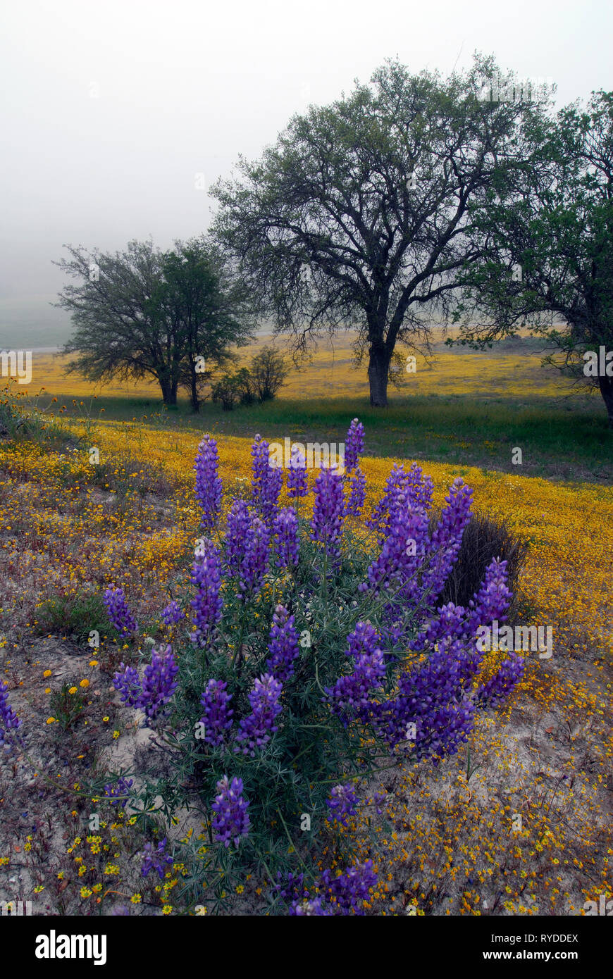 Beautiful wildflowers of Central California Stock Photo Alamy