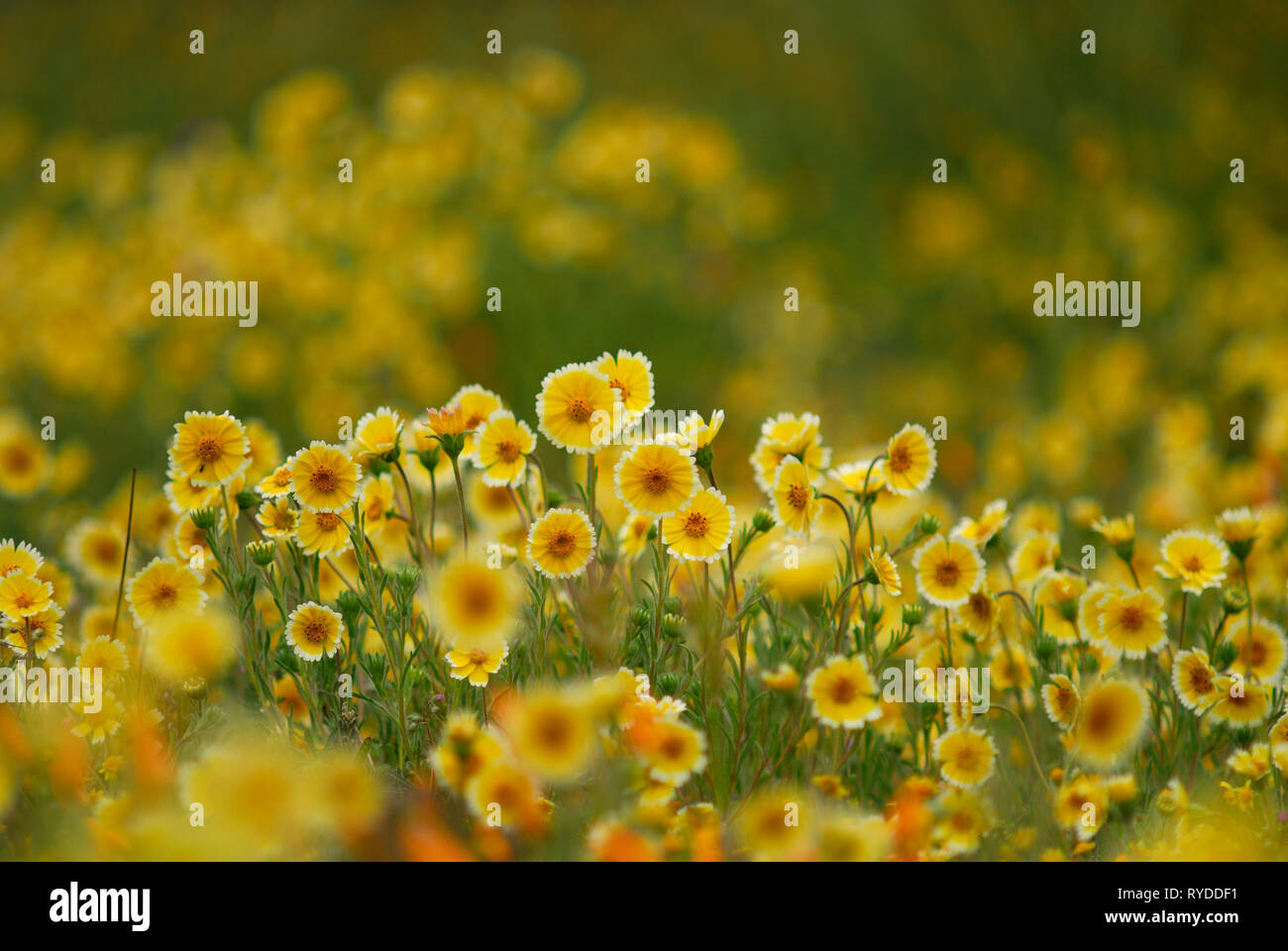 Beautiful wildflowers of Central California Stock Photo Alamy