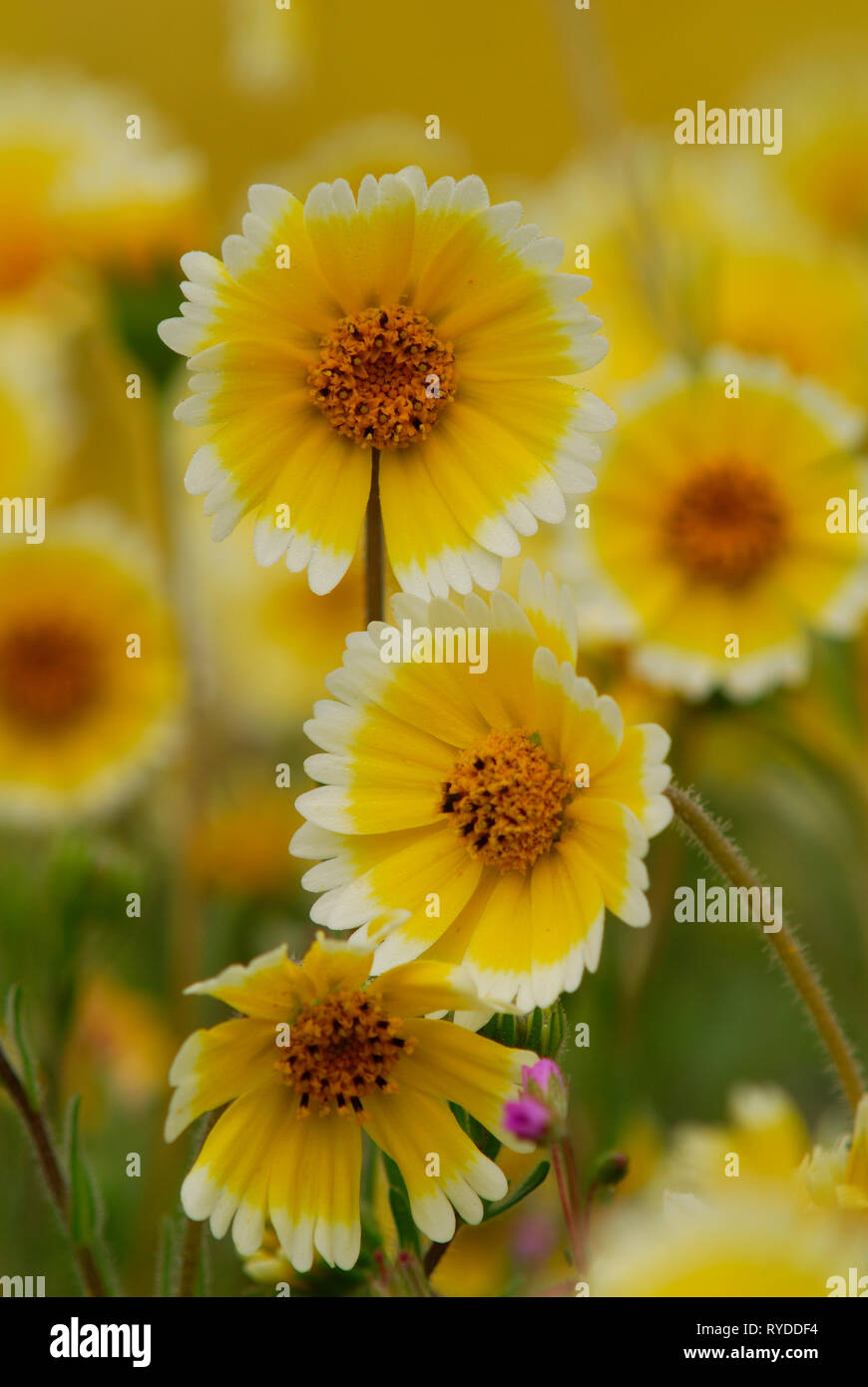 Beautiful wildflowers of Central California Stock Photo Alamy
