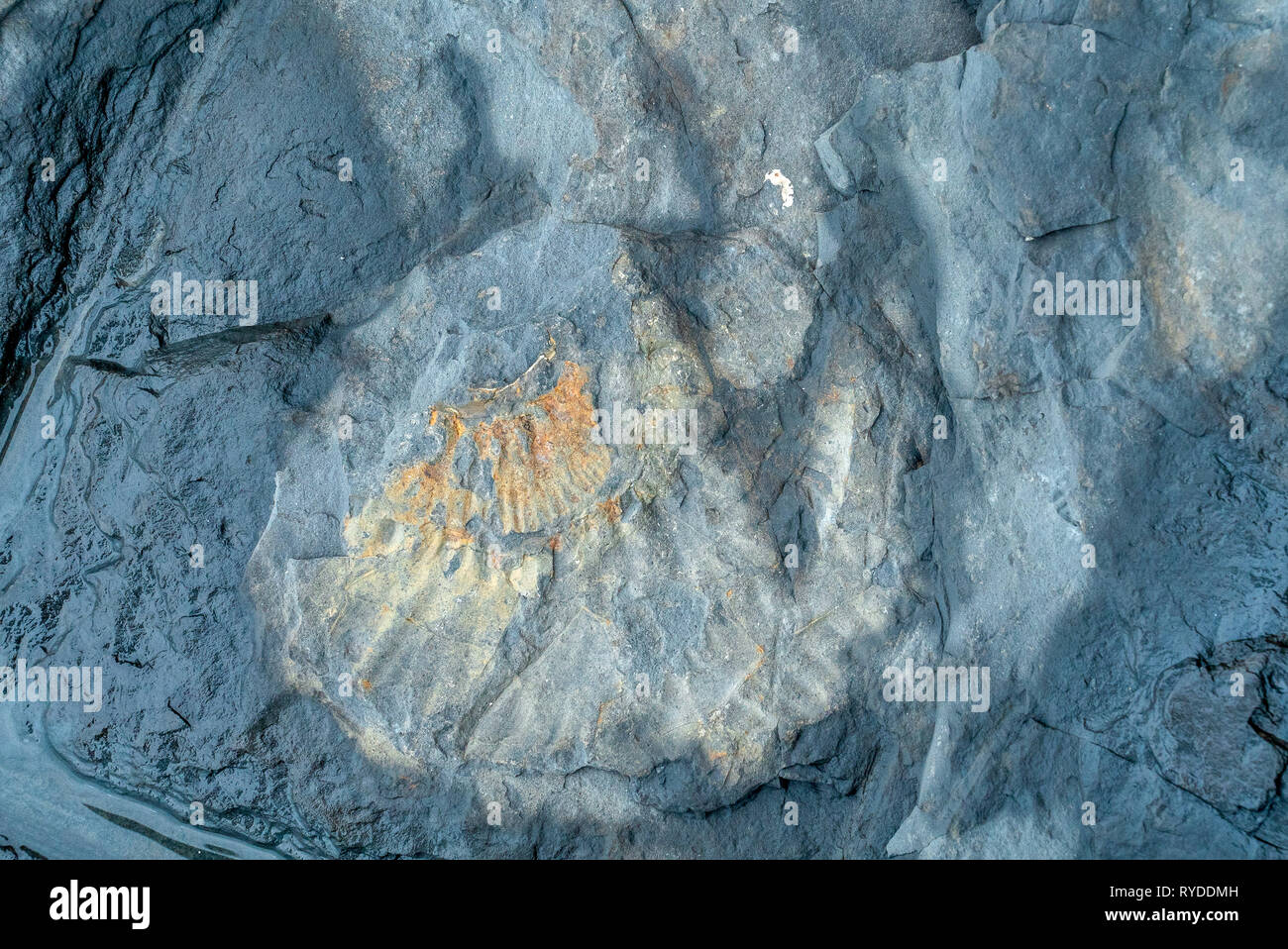 Fossils Exposed on Maple Ledge Dolomite Beds at Kimmeridge Bay in