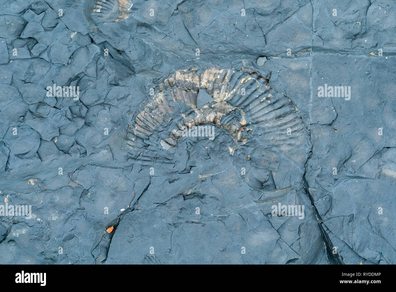 Fossils Exposed on Maple Ledge Dolomite Beds at Kimmeridge Bay in