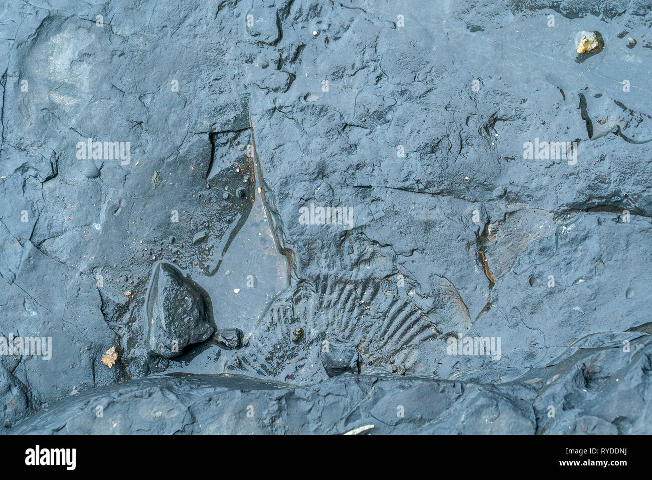 Fossils Exposed on Maple Ledge Dolomite Beds at Kimmeridge Bay in