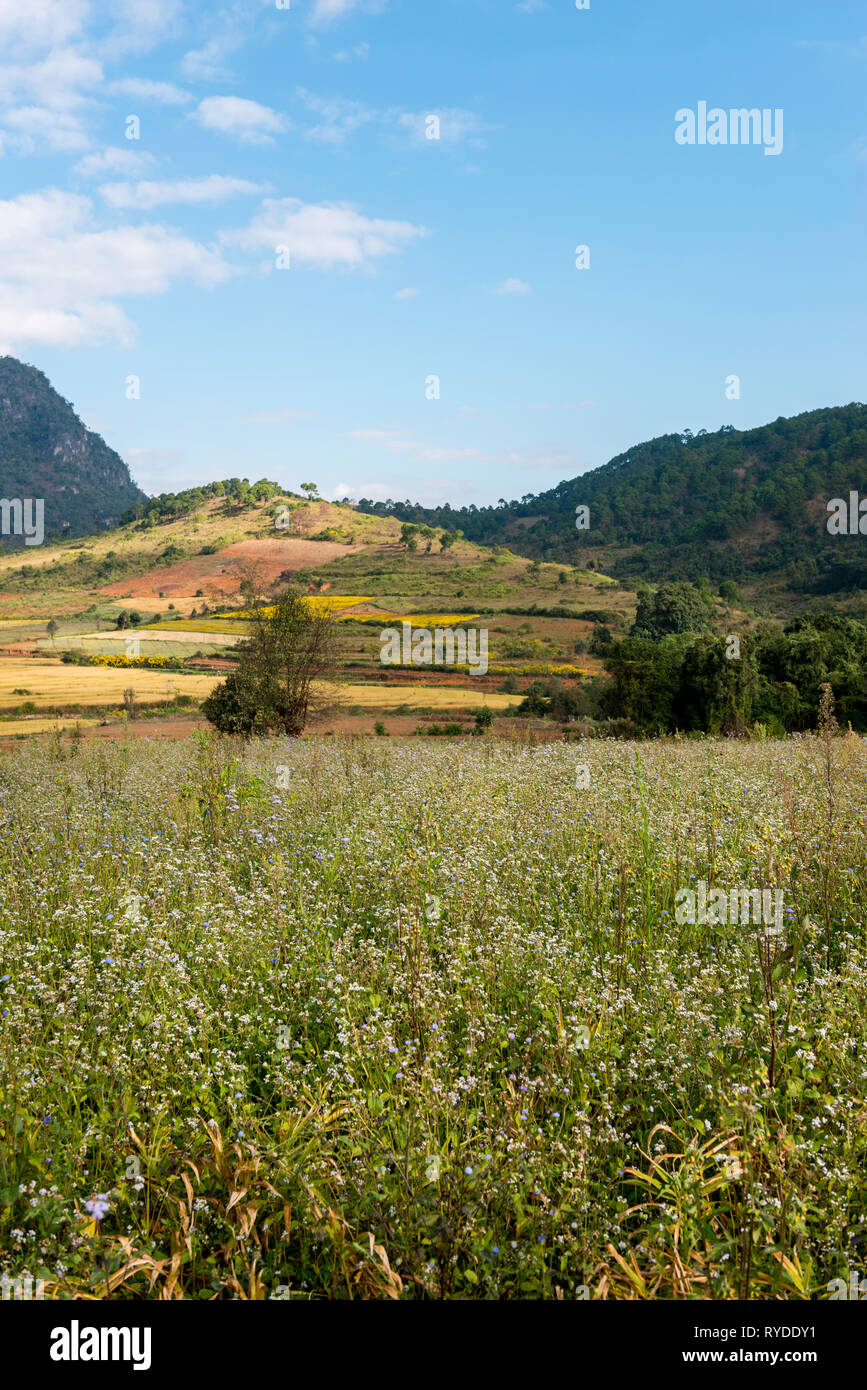 Vertical picture of flowers during famous trekking between Kalaw to Inle Lake located in Myanmar