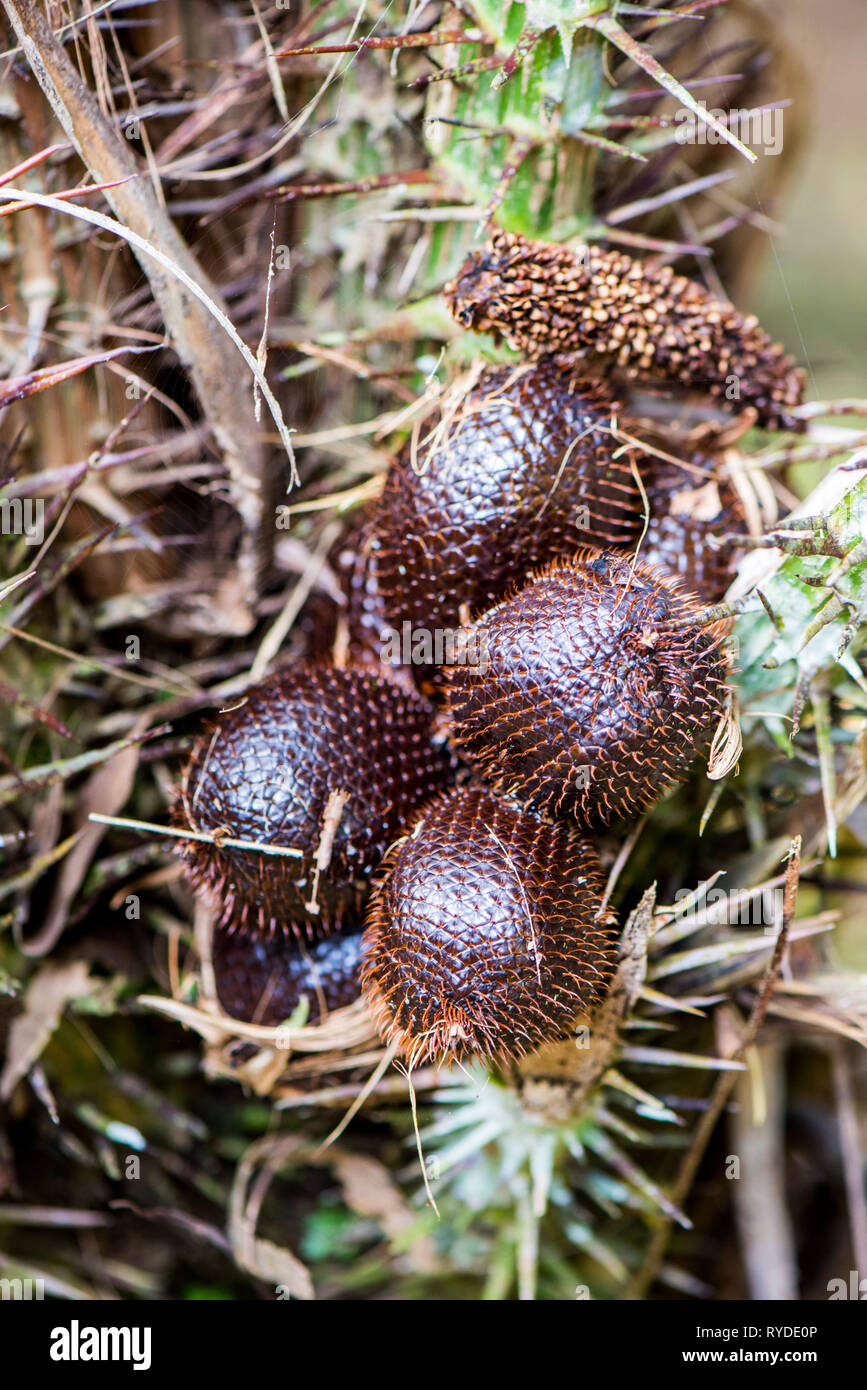 Salak (Salacca zalacca) is a species of palm tree native to Java and Sumatra in Indonesia. It is cultivated in other regions of Indonesia as a food cr Stock Photo