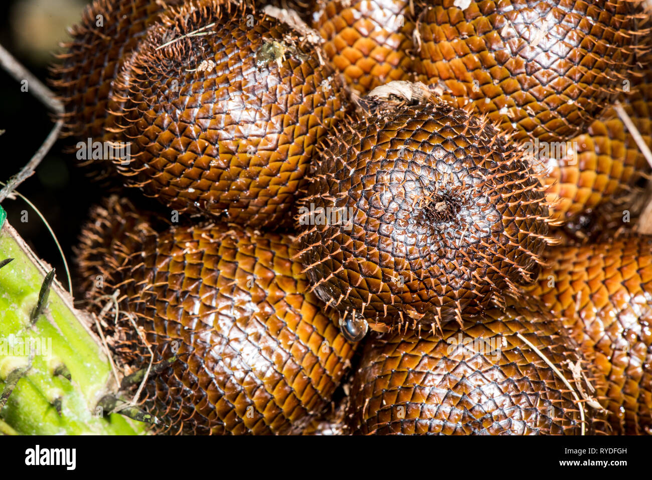 Salak (Salacca zalacca) is a species of palm tree native to Java and Sumatra in Indonesia. It is cultivated in other regions of Indonesia as a food cr Stock Photo