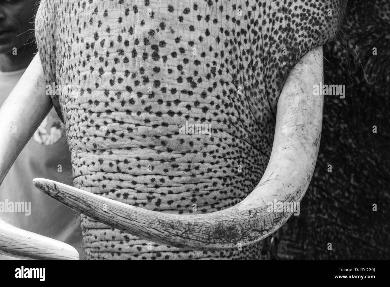 Elephant tusk art Black and White Stock Photos & Images Alamy