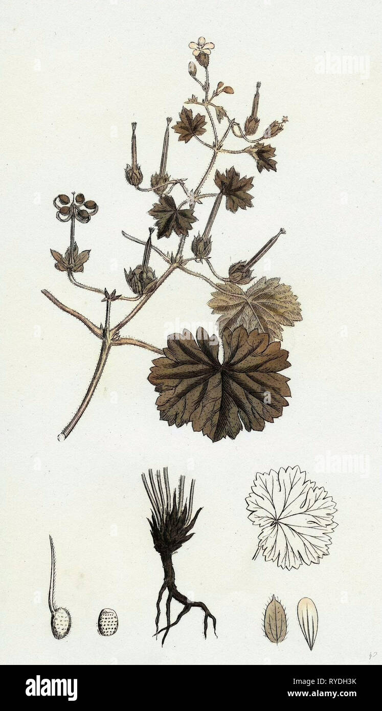 Geranium Rotundifolium Round-Leaved Crane's-Bill Stock Photo